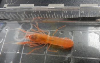 Media type: image;   Invertebrate Zoology 150640